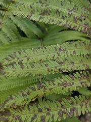 Pseudocyclosorus subochthodes