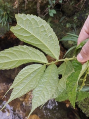 Elatostema stewardii