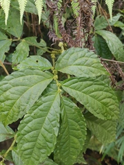 Elatostema stewardii