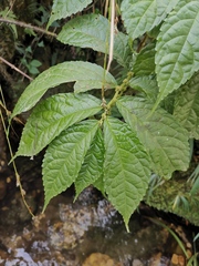 Elatostema stewardii