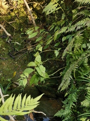 Elatostema stewardii