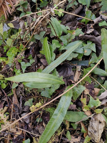 Deparia lancea