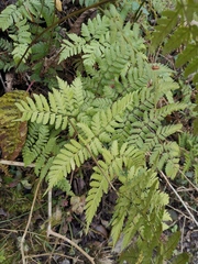 Dryopteris sparsa