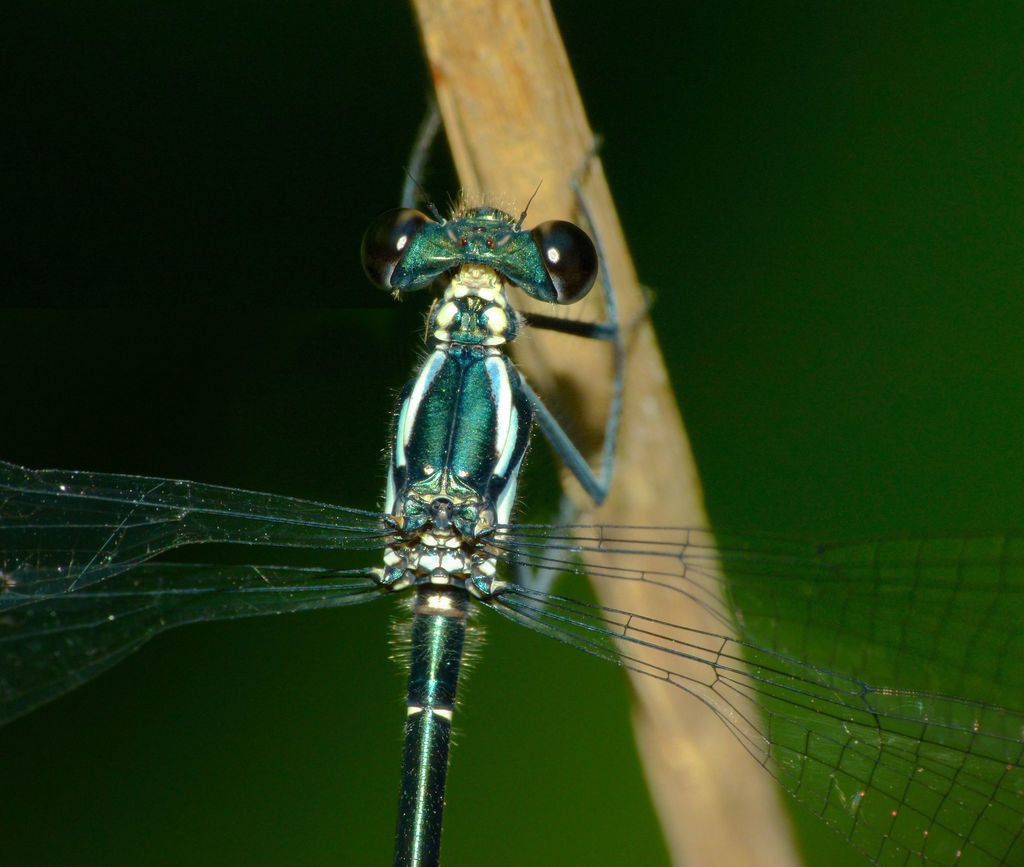 Common Flatwing