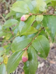 Camellia fraterna