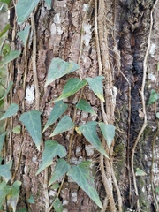 Hedera nepalensis
