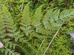 Dryopteris sparsa