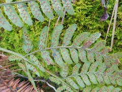 Dryopteris sparsa