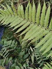 Pseudocyclosorus subochthodes