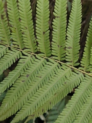 Pseudocyclosorus subochthodes