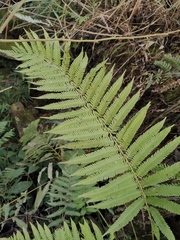 Pseudocyclosorus subochthodes