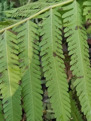 Pseudocyclosorus subochthodes