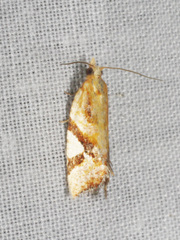 Epitymbia isoscelana