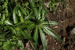 Cirsium simplex