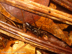 Pachycondyla crassinoda