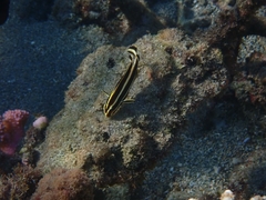 Plectorhinchus polytaenia