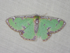 Eucyclodes buprestaria