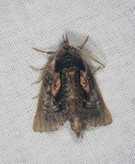 Gallaba eugraphes