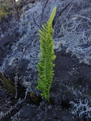 Polypodium pellucidum vulcanicum