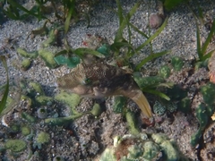 Canthigaster compressa