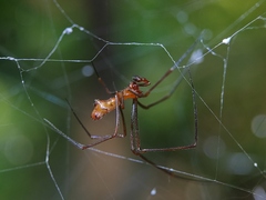 Argyrodes miniaceus