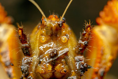 Engaeus tuberculatus