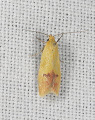 Heteroteucha parvula