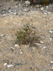 Larrea tridentata