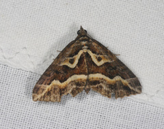 Melitulias graphicata