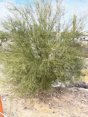 Parkinsonia microphylla
