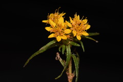 Pectis angustifolia angustifolia