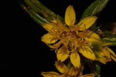 Pectis angustifolia angustifolia