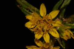 Pectis angustifolia angustifolia