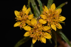 Pectis angustifolia angustifolia