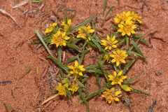 Pectis angustifolia angustifolia