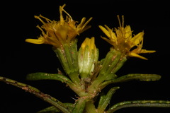 Pectis angustifolia angustifolia