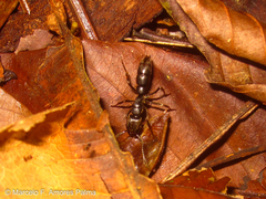 Pachycondyla crassinoda