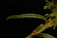 Pectis angustifolia angustifolia