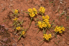 Pectis angustifolia angustifolia