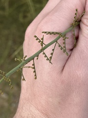Parkinsonia microphylla