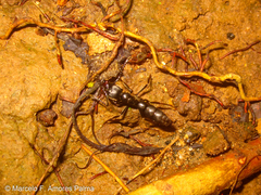 Pachycondyla crassinoda