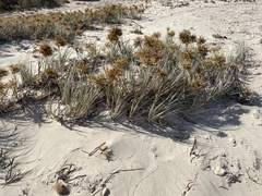 Spinifex