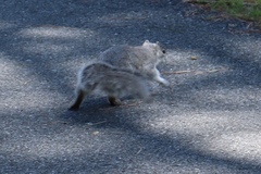 Sciurus niger cinereus