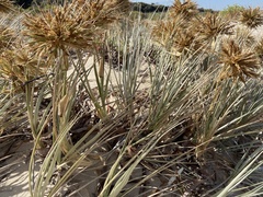 Spinifex