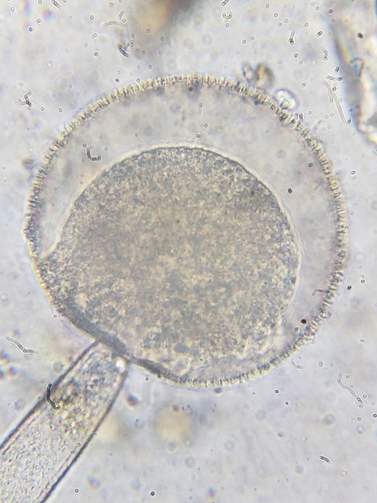 Mucor
