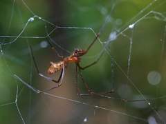 Argyrodes miniaceus