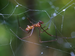 Argyrodes miniaceus