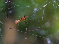 Argyrodes miniaceus