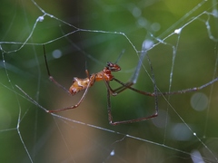 Argyrodes miniaceus