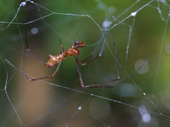Argyrodes miniaceus